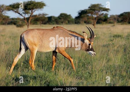 Eine seltene Rotwildantilope (Hippotragus equinus) in natürlichem Lebensraum, Mokala National Park, Südafrika Stockfoto