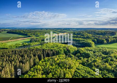 Luftaufnahme der Kiefernwälder in Dänemark an einem bewölkten Tag im Sommer. Landschaft von kultivierten grünen Wäldern für Holz und Holz in der Nähe von üppigen Ackerland Stockfoto