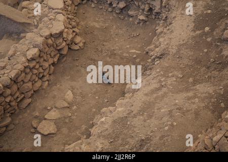 Gobekli Tepe die Zeit Null der Menschheit. Die Tiere von Gobekli Tepe Sanliurfa Türkei Stockfoto