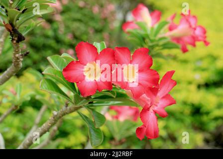 Ein Haufen leuchtend roter Wüstenrosen oder Adenium obesum Blumen blühen auf dem Baum Stockfoto