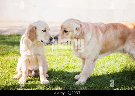 Golden Retriever, erwachsener Hund, der von einem jungen Welpen geleckt wird. Detaildarstellung der beiden Köpfe nahe beieinander. Schönes, lustiges und wunderschönes Außenfoto Stockfoto