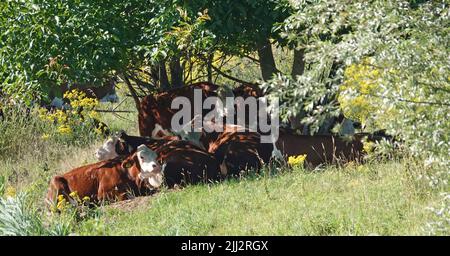 Eine Gruppe roter Kühe liegt unter einem Baum, um Schatten zu fangen. Heute ist es extrem heiß. Ort: Hardenberg, Niederlande Stockfoto