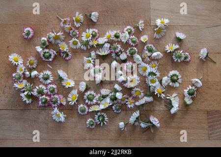 Bellis perennis, englischer Rasen, Gänseblümchen. Handgepflückte, frische Blumen auf einem Holztisch, die getrocknet und als Tee verwendet werden können. Roh, vegan, gesund Stockfoto