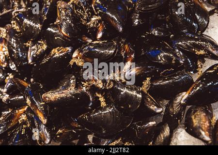 Ein Haufen großer schwarzer Muscheln auf Eis auf einem farme'r Markt oder Fischmarkt im Freien Stockfoto