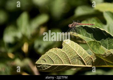 Kleine Libelle auf Feigenblatt. Unscharf im Hintergrund, Detail- und Makrofotografie, Frontalansicht. Stockfoto