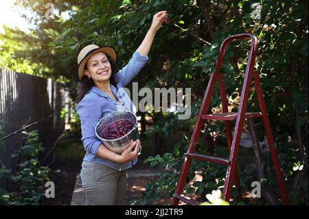 Hübsche Frau, Bio-Landwirtin, die bei Sonnenuntergang reife süße Kirschen vom Baum in einen Metalleimer zupft. Sommer Erntezeit Stockfoto