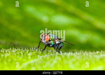 Blasfliege, Blasfliege, Aasfliege, Blauflasche, Greenbottle, Oder Cluster Fly, Deutschland Stockfoto