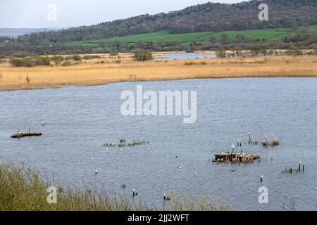 Schwarzkopf-Möwe-Ansicht vom Skytower, Leighton Moss RSPB Reserve, Lancashire, England, Großbritannien Stockfoto