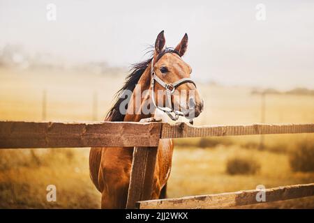 Ein schönes Lorbeerpferd mit einem Halfter an der Schnauze steht in einem Fahrerlager mit einem Holzzaun vor dem Hintergrund des Feldes und des Himmels. Landwirtschaft Stockfoto