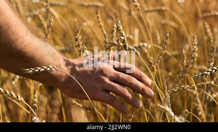 Männliche Hand streichelte sanft die Ernte von trockenen Getreidepflanzen in warmem, weichem Licht auf einem Feld. Nahaufnahme. Stockfoto