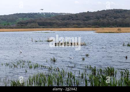 Schwarzkopf-Möwenansicht von Grisedale Hide, Leighton Moss RSPB Reserve, Lancashire, England, Vereinigtes Königreich Stockfoto