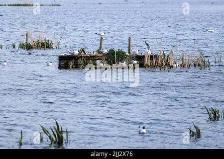 Schwarzkopf-Möwenansicht von Grisedale Hide, Leighton Moss RSPB Reserve, Lancashire, England, Vereinigtes Königreich Stockfoto