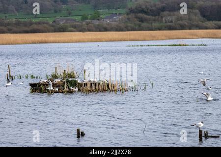 Schwarzkopf-Möwenansicht von Grisedale Hide, Leighton Moss RSPB Reserve, Lancashire, England, Vereinigtes Königreich Stockfoto