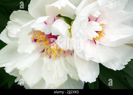 Blütenknospe einer baumähnlichen Pfingstrose aus der Nähe Stockfoto