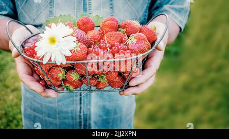 Korb voller frisch gepflückter roter, reifer Erdbeeren in den Händen eines Mannes. Platz kopieren Stockfoto