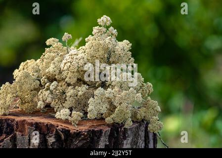 Gemeine Schafgarbe Achillea millefolium weiße trockene Blüten. Milfoilold Tisch, grüne Natur Hintergrund Holz Stumpf Stamm im Freien, Kräutertherapie Pflanzen conce Stockfoto