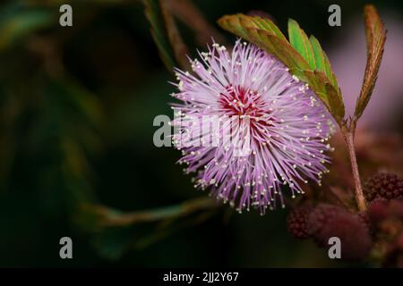 Rosafarbene Blume von Mimosa Pudicha, auch bekannt als Touch Me Not. Stockfoto