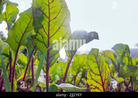 Junge Rübenpflanzen in einem Garten, in der Nähe mit der Sonne im Hintergrund Stockfoto