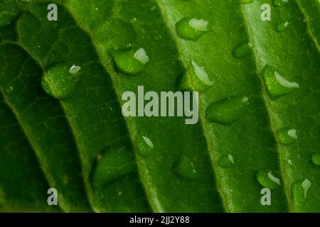Regentropfen auf dem grünen Blatt mit Adern als Hintergrund. Stockfoto