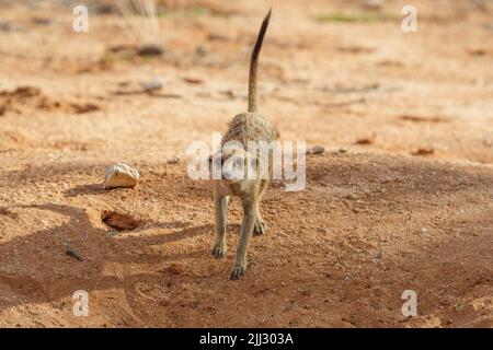 Baby Meerkat (Suricata suricatta) läuft auf die Kamera zu. Kalahari, Transfrontier National Park, Südafrika Stockfoto