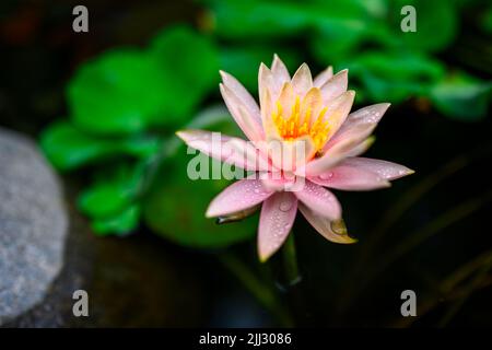 Rosa Seerose in Erholungsgebiet natürlichen Gartenteich Stockfoto