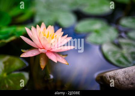 Rosa Seerose in Erholungsgebiet natürlichen Gartenteich Stockfoto