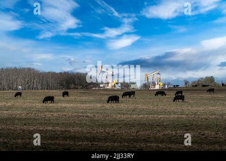 Eine Herde Rinder, die auf einem bearbeiteten Feld grasen, mit einem Paar Öl- und Gaspumpen, die auf einem ländlichen Grundstück in Rocky View County Alberta, Kanada, arbeiten. Stockfoto
