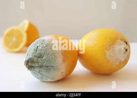 Blauer Schimmel auf gelber Zitrone. Verdorbene verfaulende Frucht mit Schimmel auf weißem Hintergrund. Blau-grüner Schimmel auf Zitrusfrüchten. Zitrone mit Schimmel und frischer Zitrone Stockfoto