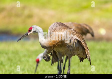 Sand-Hügel-Kran Stockfoto