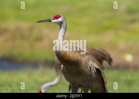 Sand-Hügel-Kran Stockfoto