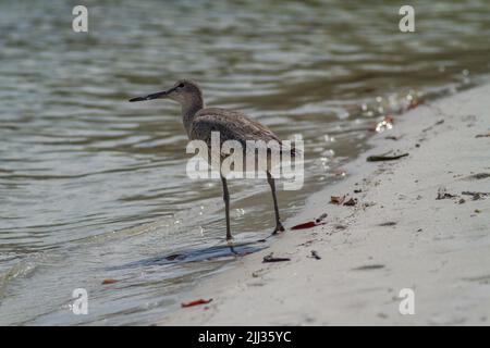 Willet sucht nach Nahrung. Stockfoto