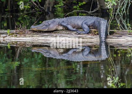 American Alligator sonnen auf einem Baumstamm am Six Mile Cypress Swamp in Florida. Stockfoto