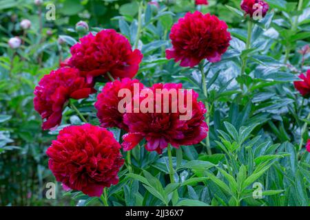 Rote Pfingstrose albiflora. Paeonia officinalis Command Performance im Garten Stockfoto