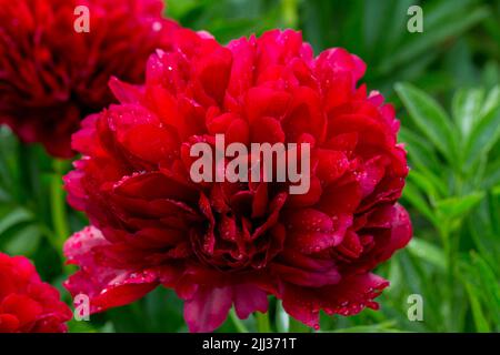Rote Pfingstrose albiflora. Paeonia officinalis Command Performance im Garten Stockfoto