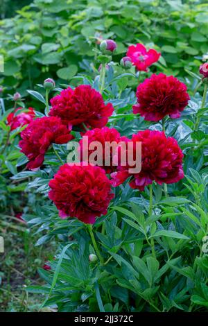 Rote Pfingstrose albiflora. Paeonia officinalis Command Performance im Garten Stockfoto