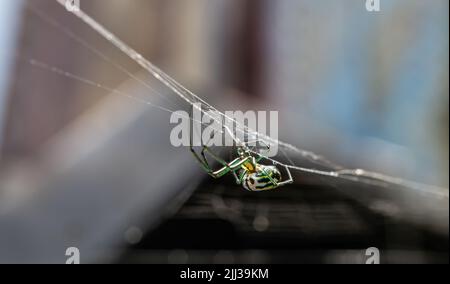 Orchard Orbweaver, der kopfüber auf dem Netz in Nicaragua hängt, mit unfokussierter Hintergrundansicht, Seitenansicht von Spinne und Netz Stockfoto