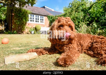 Ein Haustier Hund liegt auf dem Rasen in einem Garten bei heißem Wetter Stockfoto