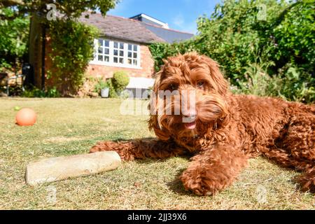 Ein Haustier Hund liegt auf dem Rasen in einem Garten bei heißem Wetter Stockfoto