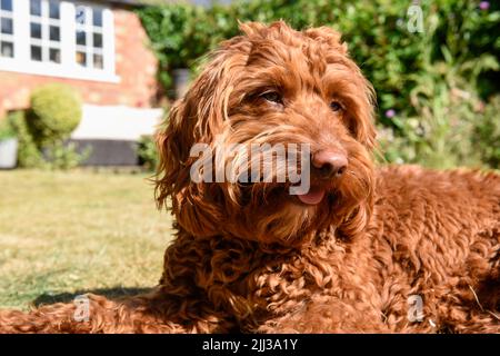 Ein Haustier Hund liegt auf dem Rasen in einem Garten bei heißem Wetter Stockfoto