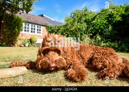 Ein Haustier Hund liegt auf dem Rasen in einem Garten bei heißem Wetter Stockfoto