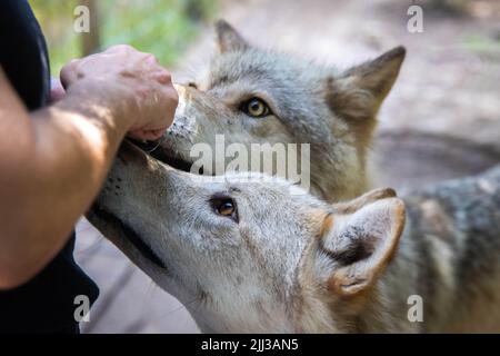 Nahaufnahme Wolfhund füttert Leckereien von Hand essen Stockfoto