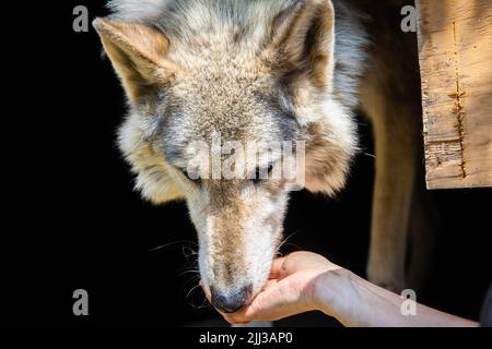 Nahaufnahme Wolfhund füttert Leckereien von Hand essen Stockfoto