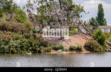 Stausee in Walthamstow Wetlands, London, England Stockfoto