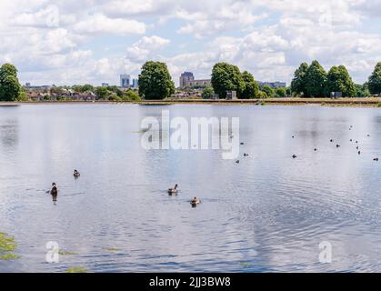 Urbane Tierwelt in den Walthamstow Wetlands Reservoirs in London Stockfoto