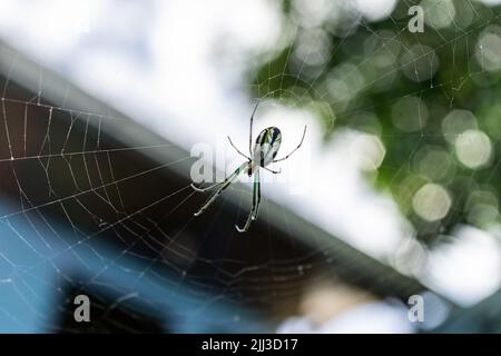 Orchard Orbweaver, der kopfüber auf dem Netz in Nicaragua hängt, mit unfokussierter Hintergrundansicht der Spinne von unten. Stockfoto