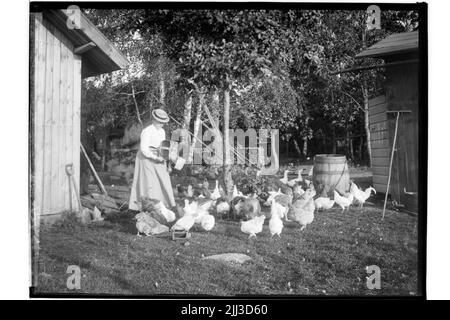 Gänse und Hühner, eine Frau auf der Hühnerfarm. Rider R. M. Svartling Stockfoto