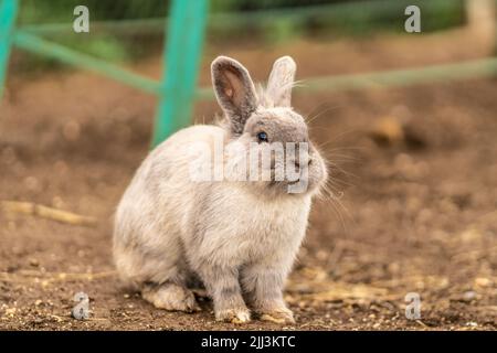 Kaninchen niedlich flauschig kleinen hellen Hintergrund Haustier Natur grau Tier, aus entzückenden weiß in klein und Garten Frühling, Nagetier wild. Zoo Wiese sonnig, Stockfoto