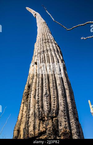 Ein alter Saguaro Kaktus und ein Ocotillo verzweigen sich gegen einen tiefblauen Himmel. Stockfoto