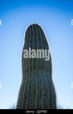 Ein hinterleuchteter Saguaro Kaktus vor einem klaren blauen Himmel. Stockfoto