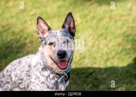 Australischer Rinderhund Blue Heeler sitzt auf einem grasbewachsenen Feld bei Sonnenuntergang Stockfoto